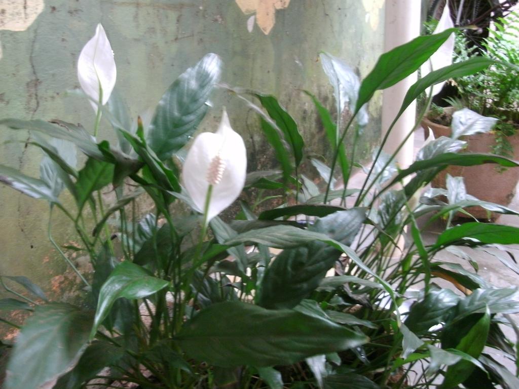 伊瓜苏Gardenia House公寓 外观 照片